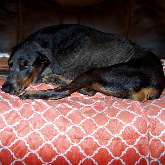 Meet your Posher Crave, Love 💘, Need - Picture 1 of 1